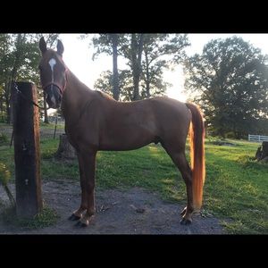 Meet your Posher, Tina